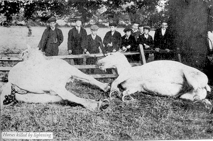 Bizarre Doncaster: Warmsworth Horses killed by lightning
